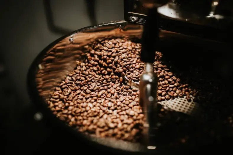 Арабіка і робуста: різниця між двома сортами кави